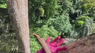 SURVIVING THE &ldquo;DEATH ZONE&rdquo; &mdash; Solo Climb 200m to Hunt the World&rsquo;s Most Aggressive Jungle Bees  sKonyA