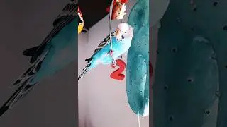 🎼🦜#cute #birds #song #talkingbird #birdlovers #shortsfeed #ytshorts #short  #viralyoutubeshorts