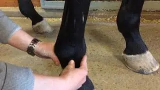 VISITERING HÄST Visitering av framben Leg vet Ulrika Lagerquist, Brunmåla hästklinik & PreVet