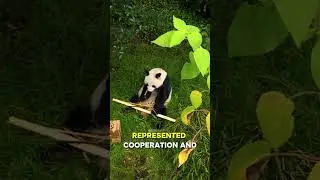 Why China Is Taking Its Pandas Back&hellip; #hiddennews #news #china #japan #pandas #shorts