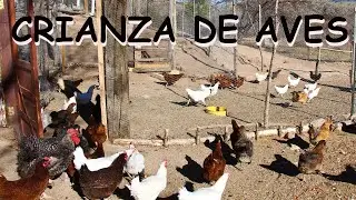 PRESENTACION DE NUESTRO CANAL AVES DE CORRAL
