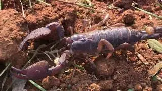 Scorpion in My Land