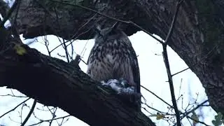 #66 Oehoe - Eurasian Eagle Owl