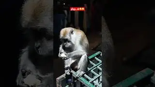 Thief level #funnyvoiceover #funny #trendingshorts #trending #viralvideo #viral #voiceover #comedy