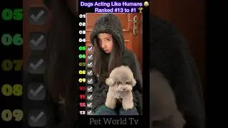 Dogs Acting Like Humans 😂 | Funny Dog Compilation 2025 🐾 #shorts