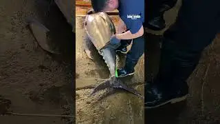 Incredible sharp knife cuts giant bluefin tuna easily 🔪#BluefinTuna #SharpestKnife #黑鮪魚 #金枪鱼