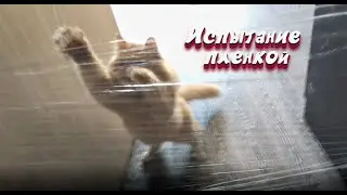 CAT vs Ferret (КОТ vs ХОРЕК)! испытание пленкой | CATvsFRED