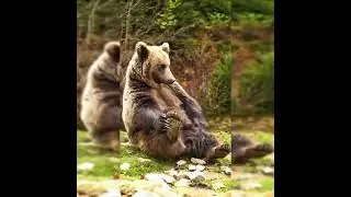 #wildlife #wildlifeforkids #kidsvideo #bear #natgeokids #animals #viralvideo #viralreels #youtube
