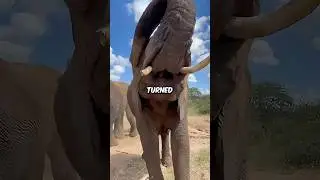 An Elephant Tried To Kill Me in the Jungle