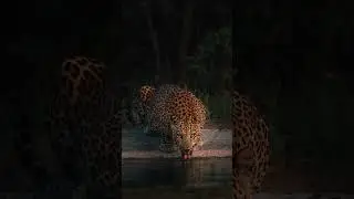 Incredible Leopard Photograph                              #subscribenow #wildlife #wildlifecaptures