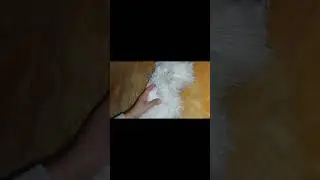 kullancs kioper&agrave;l&agrave;s..