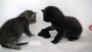 Kitten Wearing a Tiny Hat - Now with 100% Less Violence!