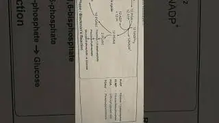 Calvin cycle /Blackman's Reaction /Dark Phase