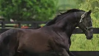 English Thoroughbred