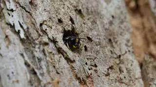 Ectemnius
