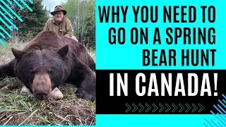 Go on a spring black bear hunt in Canada!