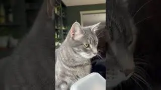Tony wanting more treats 🫣 #billi #greycat #greycats #pyaribilli #biliya
