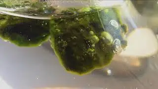 Photosynthesis Thermophile Oxygen evolution