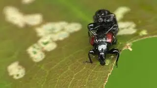 Leaf-rolling Weevils, Bee-like Robberfly, and Common Spring Moth