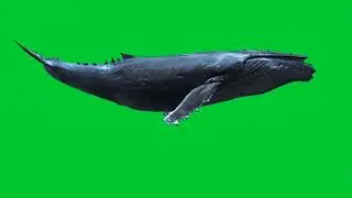 Blue Whale   Green Screen Video  #shorts #green screen
