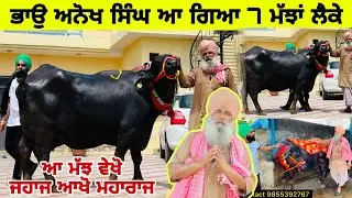 ਭਾਉ ਅਨੋਖ ਸਿੰਘ ਆ ਗਿਆ 7 ਮੱਝਾਂ ਲੈਕੇ।ਆ ਵੇਖੋ ਮੱਝ ਜਹਾਜ ਆਖੋ ਮਹਾਰਾਜ। ਪਿੰਡ ਢੋਟੀਆਂ। ਤਰਨਤਾਰਨ