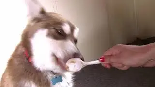 Husky eating peanut butter - Episode 3