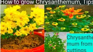 chrysanthemum plant Care tips.गुलदाउदी का पौधा गमले में कैसे लगाएं?nursery flower plant tips 