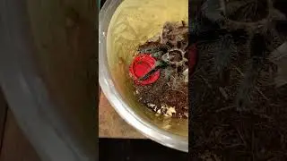 Tarantula Eat Mole Cricket