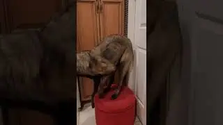 Belgium Malinois learning SIT PRETTY