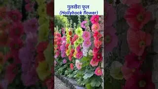 गुलखैरा फूल (Hollyhock flower) #shortvideo #shorts #shortsfeed #short #health #flowers