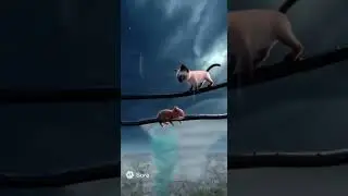 Cat Saves Squirrel in Storm! 😱 #BraveCat &iexcl;Gato Rescata Ardilla! #H&eacute;roe #Shorts