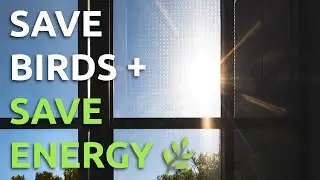 Glass Kills 1 BILLION Birds Annually | Decorative Films & AP Corp&rsquo;s Solar Window Film Solution