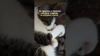 ликвидатор: #WW137748 (копируй и вставляй на вб) #брошенныекоты #котымилашки #котик