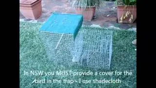 Indian Myna  Some Basic Instructions for Trap Use