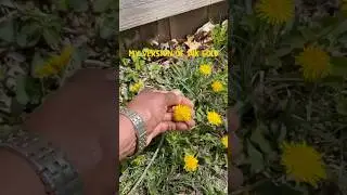 14k Gold in my garden. Dandelions are so beautiful and beneficial.