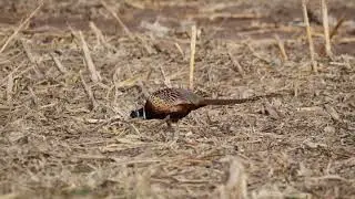 Raw footage from winter and spring