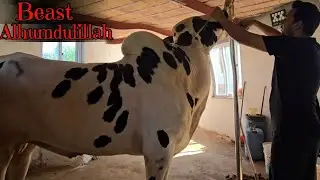 АльхамдулиЛлях, все звери готовятся к сезону 2026 года 😍 - Будьте осторожны перед зимой