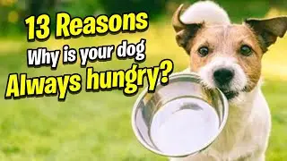 13 Reasons Why Your Dog Is Hungry All the Time And What Can You Do About It (Bonus Tips) - Pet Wised