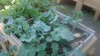 Checking In: Spring Determined Fall Garden 💪🏾 