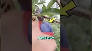 TOP 3 MOST DANGEROUS FRUITS ON EARTH 🍎☠️
