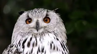 Owl in Quiet Forest Setting &mdash; Soothing Nature Clip Without Sound