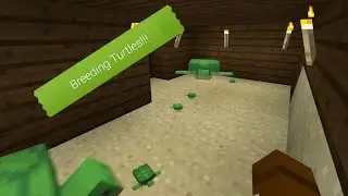 Breeding Turtles To Make A Turtle Helmet!!