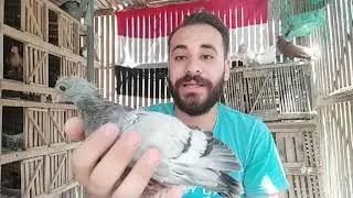 متابعة الزغليل وتسمينهم ففترة الصيف ومفجأت جميلة #حودة حسن