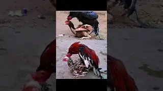 aseel breeding tips.#aseel breed.#aseel morgha.#aseel eggs
