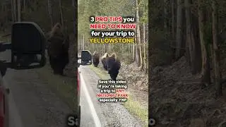 3 IMPORTANT TIPS for your trip to Yellowstone and these work for any National Park.