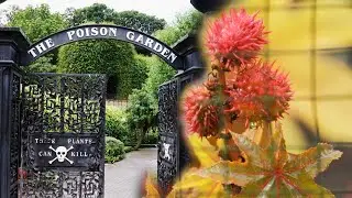 Unveiling England's Deadly Garden: The Alnwick Poison Garden
