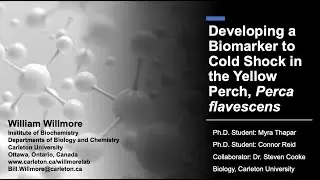 Developing a biomarker to cold shock in the yellow perch (Perca flavescens)