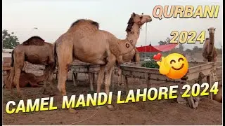 CAMEL MANDI 2024| CAMEL PRICE| CAMEL PRICE IN PAKISTAN| CAMEL 2024| QURBANI| CAMEL MANDI LAHORE 2024