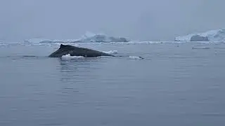 Whales in Paradise Bay, Antarctica