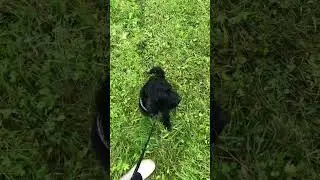 #dogshorts #puppy #cute #pets #funnyvideo #pink #funnyvideo #nature #poprock #music